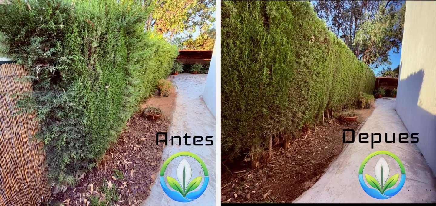 Trabajo de jardinería antes y después